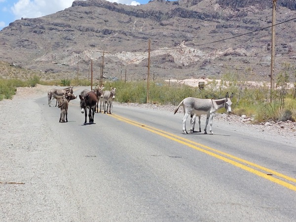 Wild burros in the middle of Route 66 just outside of Oatman, AZ.