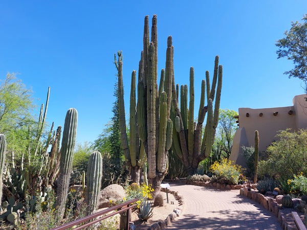 Cardon cactus, about 25 feet high.