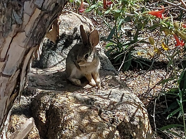 Small bunny in the brush at the Desert Botanical Garden.