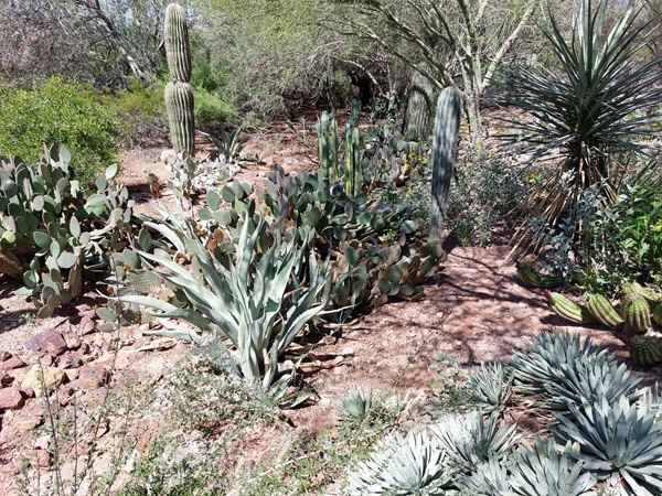 Selection of desert flora as viewed from the bridge.