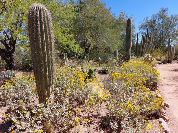 A view of one of the waking trails with barrel cacti and other assorted desert plants.