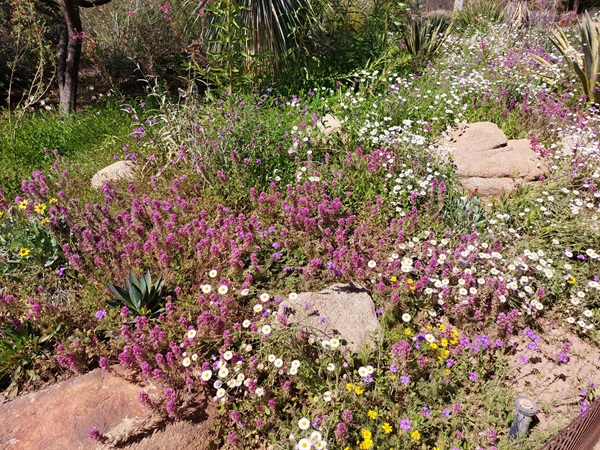 Selection of wildflowers from the Desert Wildflower Trail,